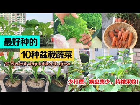 好種的蔬菜|好種、好收成，居家種菜最推薦這13種